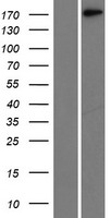 LAMC1 / Laminin Gamma 1 Protein - Western validation with an anti-DDK antibody * L: Control HEK293 lysate R: Over-expression lysate