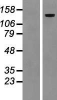 LAMC2 / Laminin Gamma 2 Protein - Western validation with an anti-DDK antibody * L: Control HEK293 lysate R: Over-expression lysate