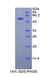 LAMP1 / CD107a Protein - Recombinant Lysosomal Associated Membrane Protein 1 By SDS-PAGE