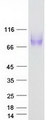 LAMP1 / CD107a Protein - Purified recombinant protein LAMP1 was analyzed by SDS-PAGE gel and Coomassie Blue Staining