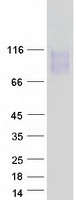LAMP2 / CD107b Protein - Purified recombinant protein LAMP2 was analyzed by SDS-PAGE gel and Coomassie Blue Staining