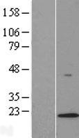 LAMTOR1 Protein - Western validation with an anti-DDK antibody * L: Control HEK293 lysate R: Over-expression lysate