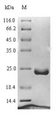 LAMTOR1 Protein - (Tris-Glycine gel) Discontinuous SDS-PAGE (reduced) with 5% enrichment gel and 15% separation gel.