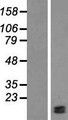 LAMTOR4 Protein - Western validation with an anti-DDK antibody * L: Control HEK293 lysate R: Over-expression lysate