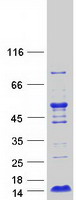 LAMTOR4 Protein - Purified recombinant protein LAMTOR4 was analyzed by SDS-PAGE gel and Coomassie Blue Staining