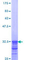 LANCL1 Protein - 12.5% SDS-PAGE Stained with Coomassie Blue.