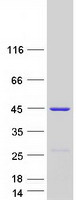 LANCL1 Protein - Purified recombinant protein LANCL1 was analyzed by SDS-PAGE gel and Coomassie Blue Staining