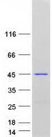 LANCL1 Protein - Purified recombinant protein LANCL1 was analyzed by SDS-PAGE gel and Coomassie Blue Staining