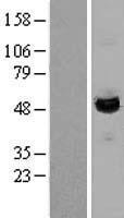 LAP3 Protein - Western validation with an anti-DDK antibody * L: Control HEK293 lysate R: Over-expression lysate