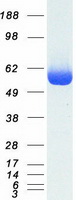 LAP3 Protein - Purified recombinant protein LAP3 was analyzed by SDS-PAGE gel and Coomassie Blue Staining