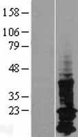 LAPTM5 Protein - Western validation with an anti-DDK antibody * L: Control HEK293 lysate R: Over-expression lysate