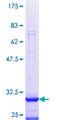 LAPTM5 Protein - 12.5% SDS-PAGE Stained with Coomassie Blue.