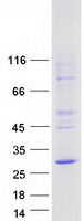 LAPTM5 Protein - Purified recombinant protein LAPTM5 was analyzed by SDS-PAGE gel and Coomassie Blue Staining