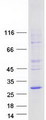 LAPTM5 Protein - Purified recombinant protein LAPTM5 was analyzed by SDS-PAGE gel and Coomassie Blue Staining