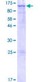LARGE Protein - 12.5% SDS-PAGE of human LARGE stained with Coomassie Blue