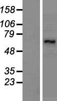 LARP7 Protein - Western validation with an anti-DDK antibody * L: Control HEK293 lysate R: Over-expression lysate
