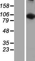 LARS2 / LEURS1 Protein - Western validation with an anti-DDK antibody * L: Control HEK293 lysate R: Over-expression lysate