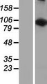 LARS2 / LEURS1 Protein - Western validation with an anti-DDK antibody * L: Control HEK293 lysate R: Over-expression lysate