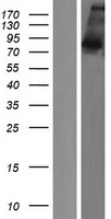 LAS1L Protein - Western validation with an anti-DDK antibody * L: Control HEK293 lysate R: Over-expression lysate