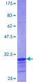 LASS1 Protein - 12.5% SDS-PAGE Stained with Coomassie Blue.