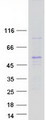LASS3 Protein - Purified recombinant protein CERS3 was analyzed by SDS-PAGE gel and Coomassie Blue Staining