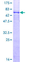 LASS4 Protein - 12.5% SDS-PAGE of human LASS4 stained with Coomassie Blue
