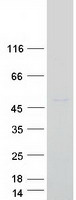 LASS4 Protein - Purified recombinant protein CERS4 was analyzed by SDS-PAGE gel and Coomassie Blue Staining