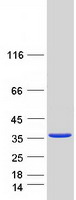 Latexin / MUM Protein - Purified recombinant protein LXN was analyzed by SDS-PAGE gel and Coomassie Blue Staining