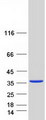 Latexin / MUM Protein - Purified recombinant protein LXN was analyzed by SDS-PAGE gel and Coomassie Blue Staining