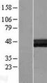 Layilin / LAYN Protein - Western validation with an anti-DDK antibody * L: Control HEK293 lysate R: Over-expression lysate