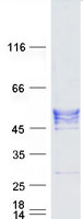 Layilin / LAYN Protein - Purified recombinant protein LAYN was analyzed by SDS-PAGE gel and Coomassie Blue Staining