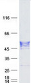 Layilin / LAYN Protein - Purified recombinant protein LAYN was analyzed by SDS-PAGE gel and Coomassie Blue Staining