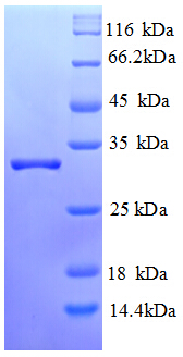 LBA / LRBA Protein