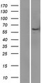 LBP Protein - Western validation with an anti-DDK antibody * L: Control HEK293 lysate R: Over-expression lysate