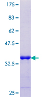 LBX1 Protein - 12.5% SDS-PAGE Stained with Coomassie Blue.