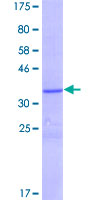 LCE1F Protein - 12.5% SDS-PAGE of human LCE1F stained with Coomassie Blue