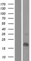 LCE2A Protein - Western validation with an anti-DDK antibody * L: Control HEK293 lysate R: Over-expression lysate