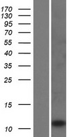 LCE2C Protein - Western validation with an anti-DDK antibody * L: Control HEK293 lysate R: Over-expression lysate