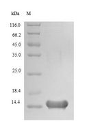 LCE3A Protein - (Tris-Glycine gel) Discontinuous SDS-PAGE (reduced) with 5% enrichment gel and 15% separation gel.