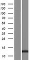 LCE3B Protein - Western validation with an anti-DDK antibody * L: Control HEK293 lysate R: Over-expression lysate