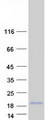 LCE3E Protein - Purified recombinant protein LCE3E was analyzed by SDS-PAGE gel and Coomassie Blue Staining