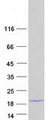 LCE6A Protein - Purified recombinant protein LCE6A was analyzed by SDS-PAGE gel and Coomassie Blue Staining