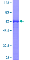 LCMT1 Protein - 12.5% SDS-PAGE of human LCMT1 stained with Coomassie Blue