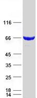 LCMT2 / YW4 Protein - Purified recombinant protein LCMT2 was analyzed by SDS-PAGE gel and Coomassie Blue Staining