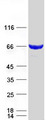 LCMT2 / YW4 Protein - Purified recombinant protein LCMT2 was analyzed by SDS-PAGE gel and Coomassie Blue Staining