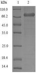 LCP1 / L-Plastin Protein - (Tris-Glycine gel) Discontinuous SDS-PAGE (reduced) with 5% enrichment gel and 15% separation gel.