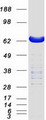 LCP2 / SLP-76 Protein - Purified recombinant protein LCP2 was analyzed by SDS-PAGE gel and Coomassie Blue Staining