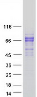 LCTL Protein - Purified recombinant protein LCTL was analyzed by SDS-PAGE gel and Coomassie Blue Staining