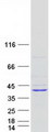 LDAH Protein - Purified recombinant protein LDAH was analyzed by SDS-PAGE gel and Coomassie Blue Staining