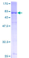 LDB2 Protein - 12.5% SDS-PAGE of human LDB2 stained with Coomassie Blue